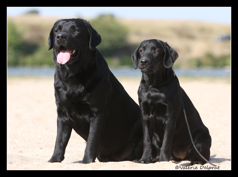 Bandit et Bambou