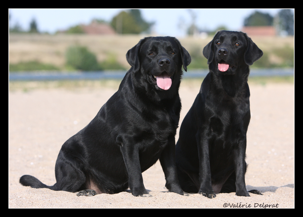 Bandit et Lilou