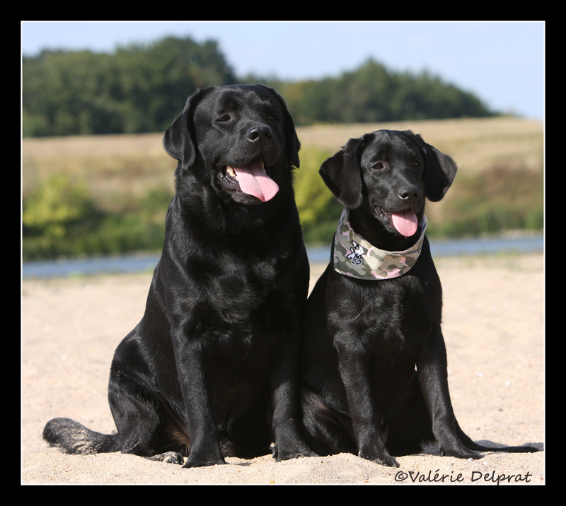 Bandit et Phi phi