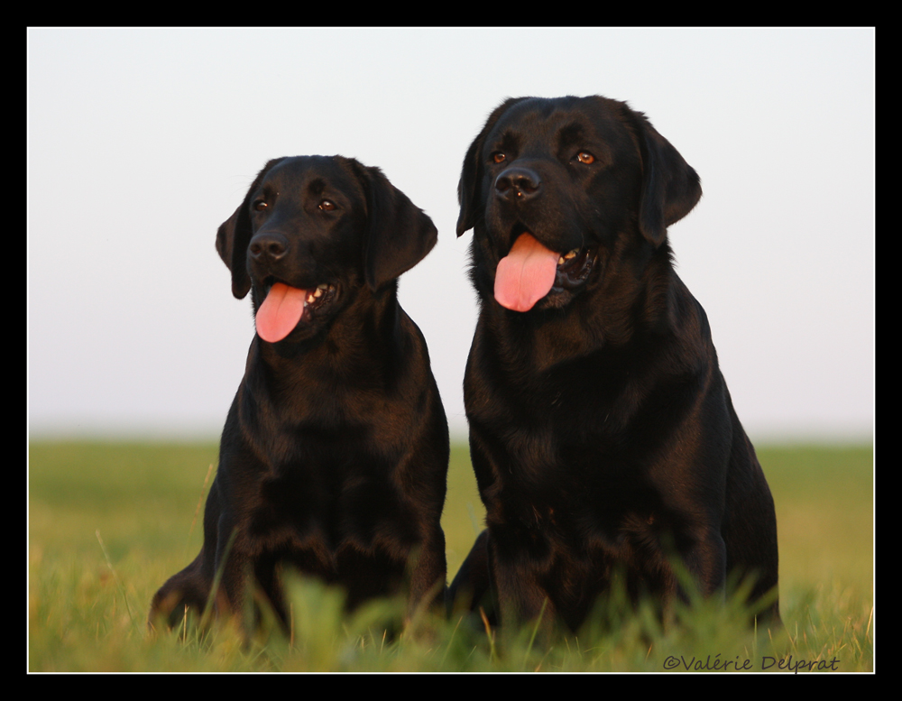 Bandit et Shane