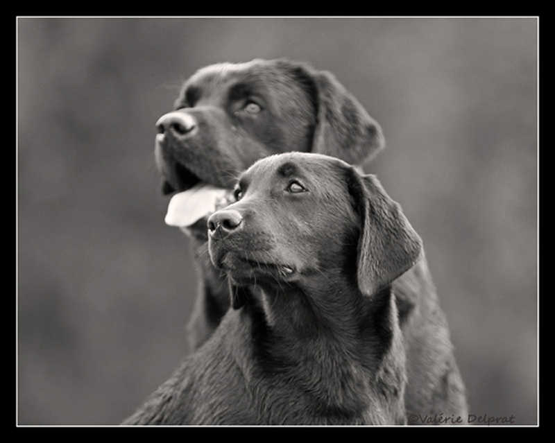 Bandit et Shane