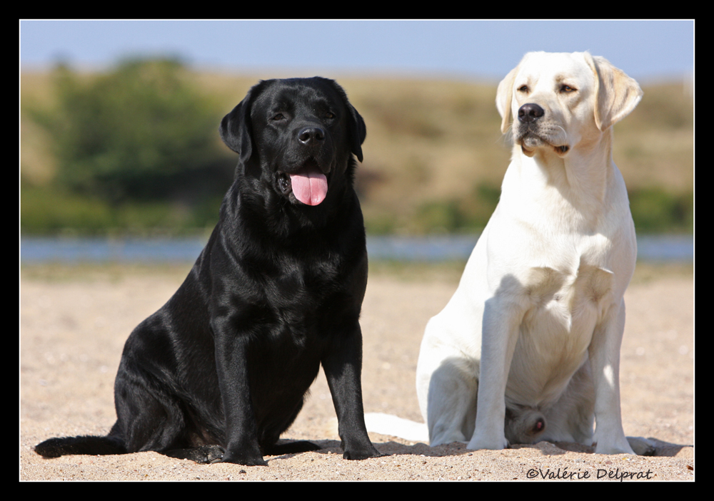 Bandit et Tommy