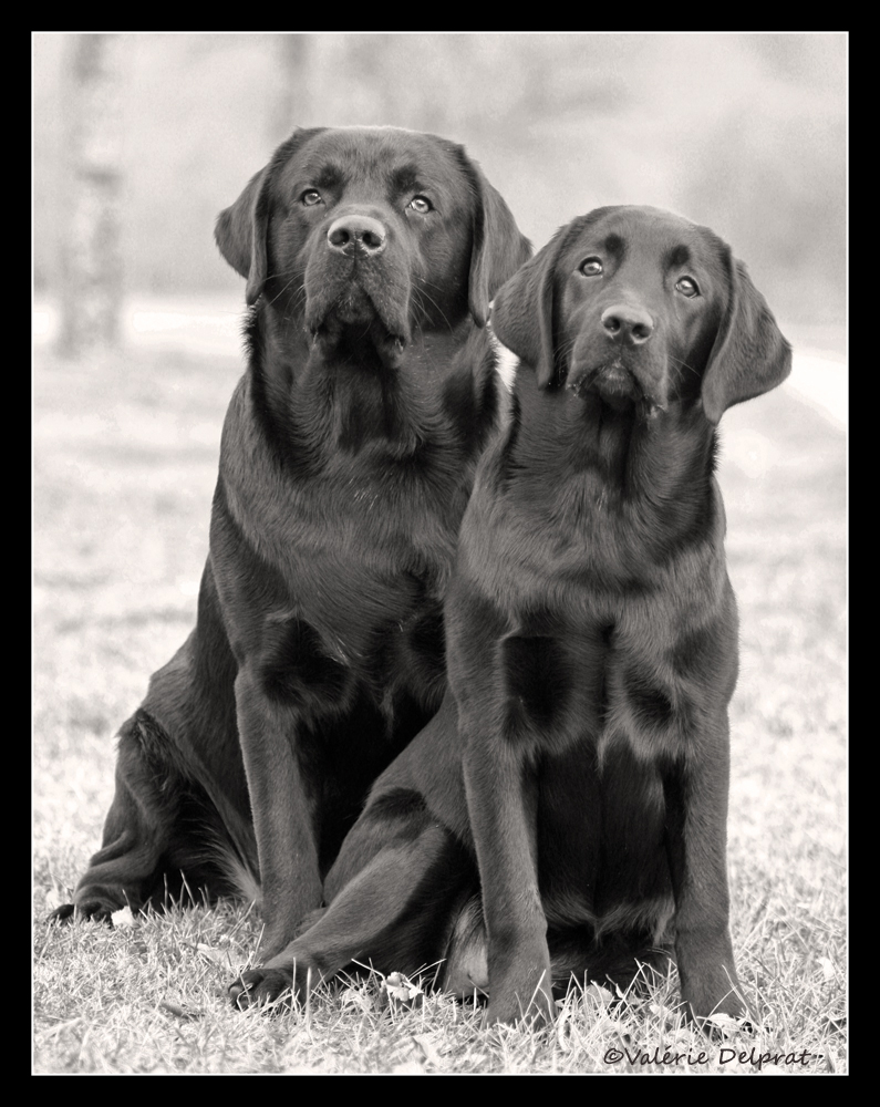 Bandit et Lilou